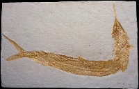 藏品(劍鼻魚化石)的圖片